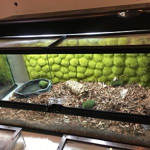 NEW Box Turtle Exhibit