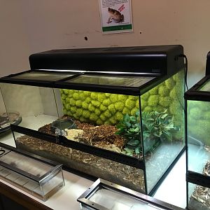 NEW Cane Toad Exhibit