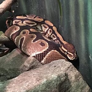 Ball Python
