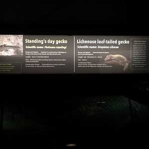 NEW Gecko Signs