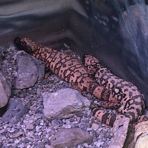 Gila Monsters