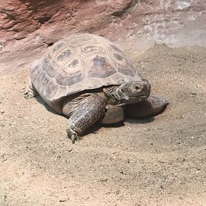 Desert Tortoise