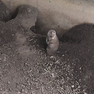 Prairie Dog