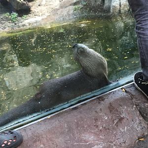 North American River Otter