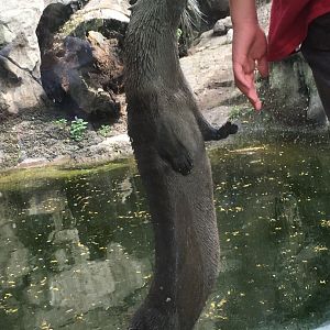 North American River Otter