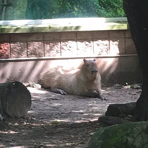 Capybara