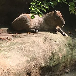 Capybara