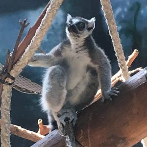 Ring-Tailed Lemur