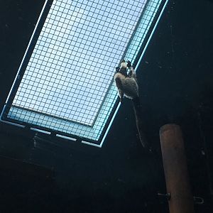 Black-and-White Ruffed Lemur