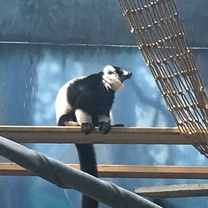 Black-and-White Ruffed Lemur