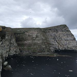 Gannet colony, Noup of Noss