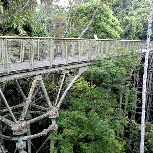 Canopy Walkway - Rainforest Discovery Centre Sepilok