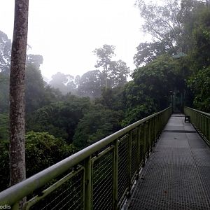 Canopy Walkway - Rainforest Discovery Centre Sepilok