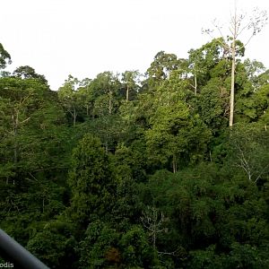 View of the Canopy - Rainforest Discovery Centre Sepilok