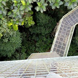 It's a Long Way Down! - Rainforest Discovery Centre Sepilok