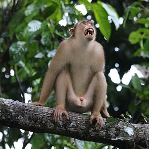 Pig-tailed Macaque - Sepilok
