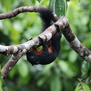 Pluto Prevost's Squirrel - Sepilok