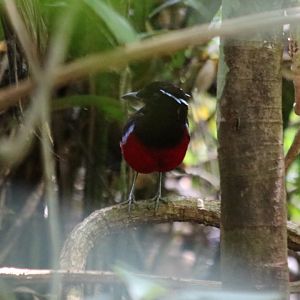 Black-crowned Pitta - Sepilok