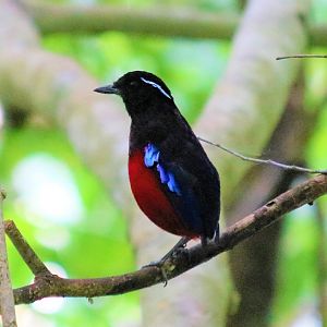 Black-crowned Pitta - Sepilok