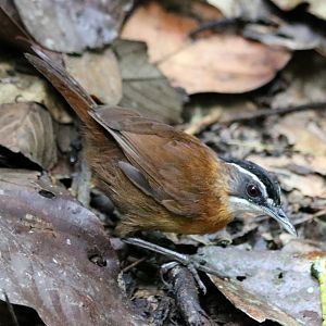 Bornean Black-capped Babbler - Sepilok