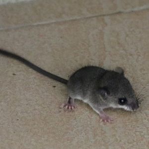 Large Pencil-tailed Tree Mouse - Sepilok