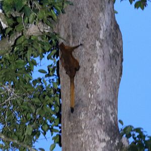 Red Giant Flying Squirrel - Sepilok