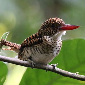 Bornean Banded Kingfisher - Sepilok