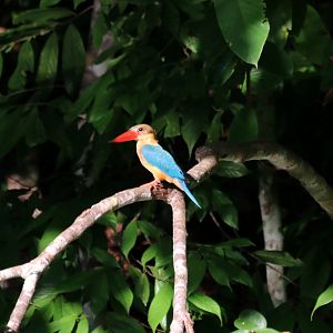 Stork-billed Kingfisher - Sepilok