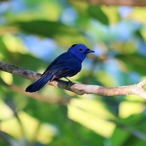 Black-naped Monarch - Sepilok