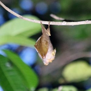Trefoil Horseshoe Bat - Sepilok
