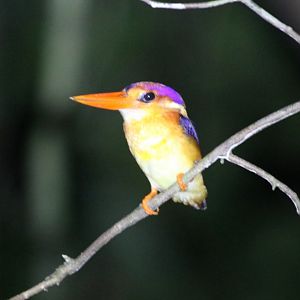 Oriental Dwarf Kingfisher (at night) - Sepilok