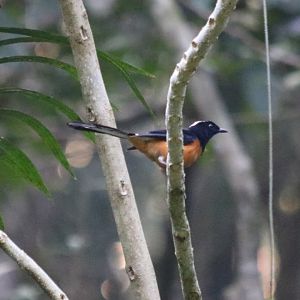 White-crowned Shama - Sepilok