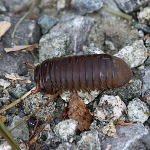 Some Sort of Pill Woodlouse Thing - Sepilok