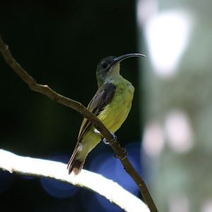 Little Spiderhunter - Sepilok