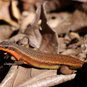 Skink Species - Sepilok