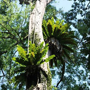 Epiphytic Ferns - Sepilok