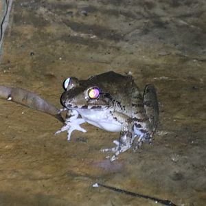 Frog Species  - Sepilok