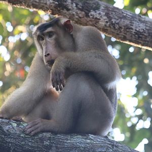 Pig-tailed Macaque - Sepilok