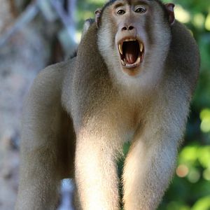 Pig-tailed Macaque - Sepilok