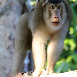 Pig-tailed Macaque  - Sepilok