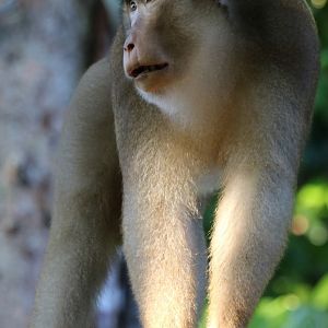 Pig-tailed Macaque - Sepilok