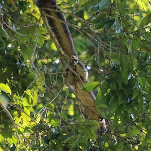 Variable Giant Squirrel - Sepilok