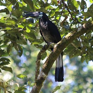 Bushy-crested Hornbill - Sepilok