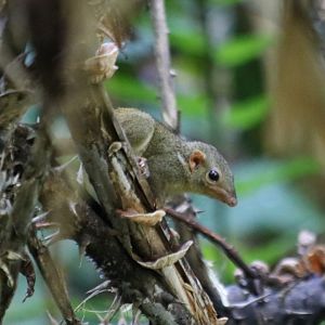 Lesser Treeshrew - Sepilok