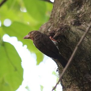 Bornean Brown Barbet - Sepilok