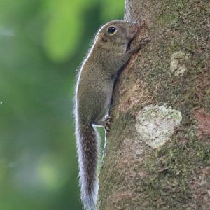 Bornean Pygmy Squirrel - Sepilok