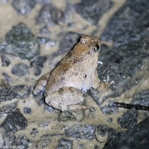 Cute Little Frog - Sepilok