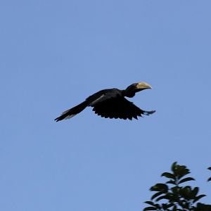 Black Hornbill - Sepilok