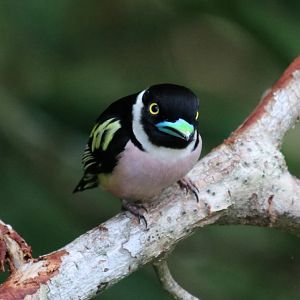 Black-and-yellow Broadbill - Sepilok