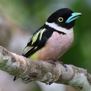 Black-and-yellow Broadbill - Sepilok